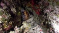 Sea snail Porcelaines Cowries close up underwater on seabed White Sea.