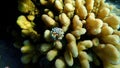 Sea snail prickly spotted drupe (Drupa ricinus lischkei) and Hood coral (Stylophora wellsi) undersea, Red Sea