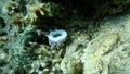 Sea snail prickly spotted drupe (Drupa ricinus lischkei) undersea, Red Sea