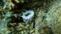 Sea snail prickly spotted drupe (Drupa ricinus lischkei) undersea, Red Sea