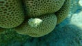 Sea snail prickly spotted drupe or whitetoothed drupe (Drupa ricinus) undersea, Red Sea
