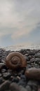 Sea snail. Sea. Snail.rock. beach