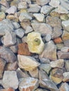 Sea snail on a rock