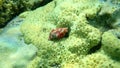 Sea snail Septa marerubrum and rubber coral or rubbery zoanthid (Palythoa tuberculosa) undersea, Red Sea Royalty Free Stock Photo