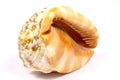 Sea snail shell Royalty Free Stock Photo