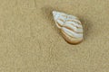sea snail shell on clean beach sand. Close up, beach sand texture Royalty Free Stock Photo
