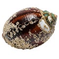Sea snail shell covered with barnacles, isolated on white background, close-up macro of Royalty Free Stock Photo