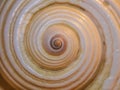 Sea snail shell. Huge sea snail shell, shell from large sea mollusk. Royalty Free Stock Photo