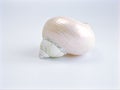 Sea snail shell isolated on white background ,clamshell, white shell Royalty Free Stock Photo