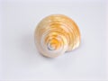 Sea snail shell isolated on white background ,clamshell, white shell Royalty Free Stock Photo