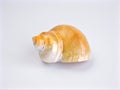 Sea snail shell isolated on white background ,clamshell, white shell Royalty Free Stock Photo