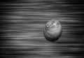 Sea snail shell in monochrome Royalty Free Stock Photo