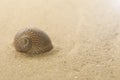 Sea snail shell on the mediterranean sandy beach