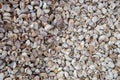 Sea snail shells on beach. Atlantic Slipper Shells. Royalty Free Stock Photo