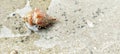 Sea snail, sitting on the sea sand