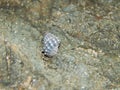 Sea Snail