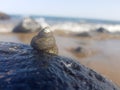 sea snail supported on the rock and wet by the sea