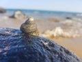 sea snail supported on the rock and wet by the sea