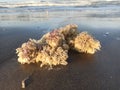 sea snails and corel reefs on beach