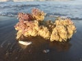 sea snails and corel reefs on beach