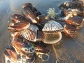 sea snails and corel reefs on beach