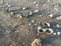 sea snails and corel reefs on beach