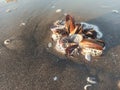 sea snails and corel reefs on beach