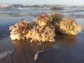 sea snails and corel reefs on beach