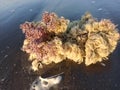 sea snails and corel reefs on beach