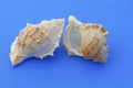 Sea snails Royalty Free Stock Photo
