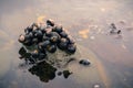 Sea snails at the Fitzgerald Marine Reserve tidepools