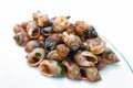 Sea snails isolated