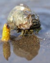 Sea snails in mangrove forests