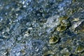 Sea Snails on Rocks Wave covering Splash Natural Background