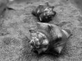 sea snails on the sand of the beach with a black and white screen Royalty Free Stock Photo