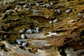 Sea Snails on a Tree Trunk close_up Royalty Free Stock Photo