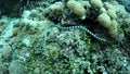 Sea Snake