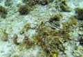 Sea snake on sea bottom. Underwater photo. Sand seabottom and seaweed.