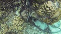 Sea snake on coral reef