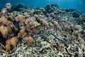 Sea Snake Hunting on Reef Royalty Free Stock Photo