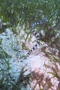 Sea Snake off Balicasag Island, Panglao, Bohol, Philippines Royalty Free Stock Photo