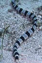 Sea Snake off Balicasag Island, Panglao, Bohol, Philippines Royalty Free Stock Photo