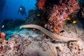 A sea snake swims on the reef, a diver approaches in the background Royalty Free Stock Photo