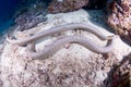 Sea snakes on the reef Royalty Free Stock Photo