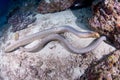 Sea snakes on the reef Royalty Free Stock Photo