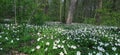 sea of snowdrops in the spring forest
