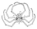 Nymphon Sea Spider, vintage illustration Royalty Free Stock Photo
