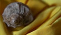 Sea spiral shell in folds of yellow fabric-abstract, macro, beautiful background Royalty Free Stock Photo