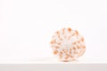 Sea spiral shell on a light background, place for text, one of the series Royalty Free Stock Photo