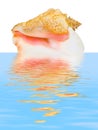 Sea spiral shell in water Royalty Free Stock Photo